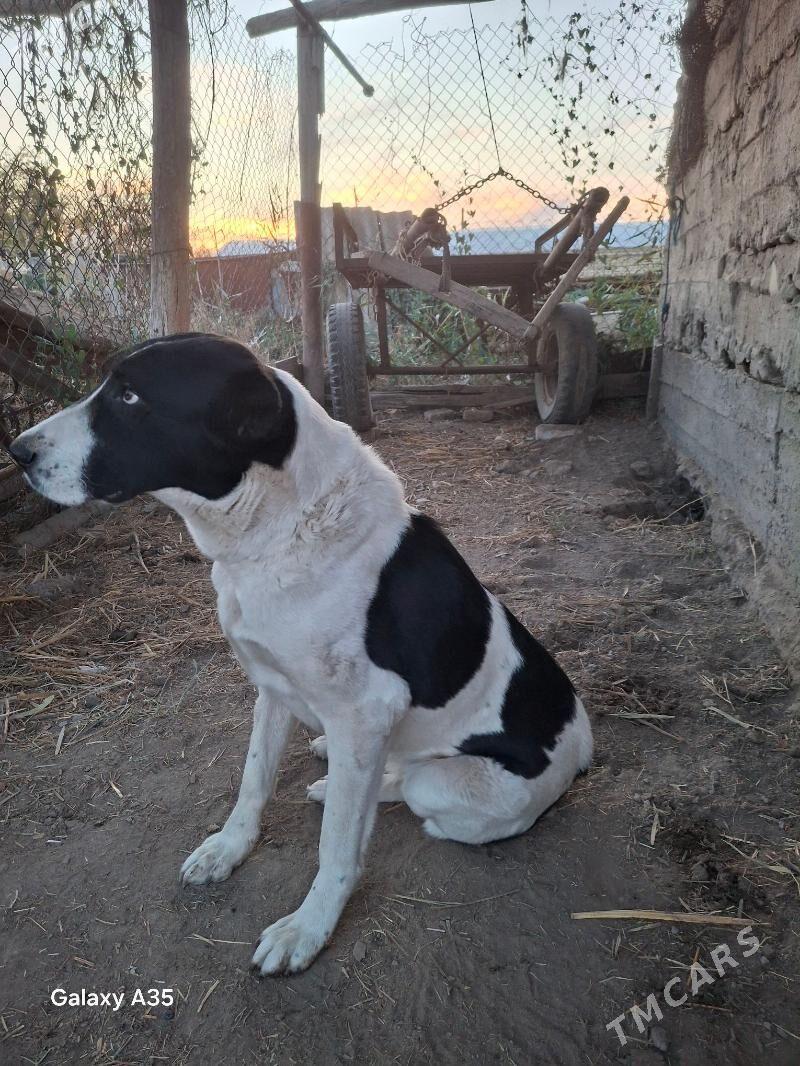 alabaý iti - Туркменабат - img 5