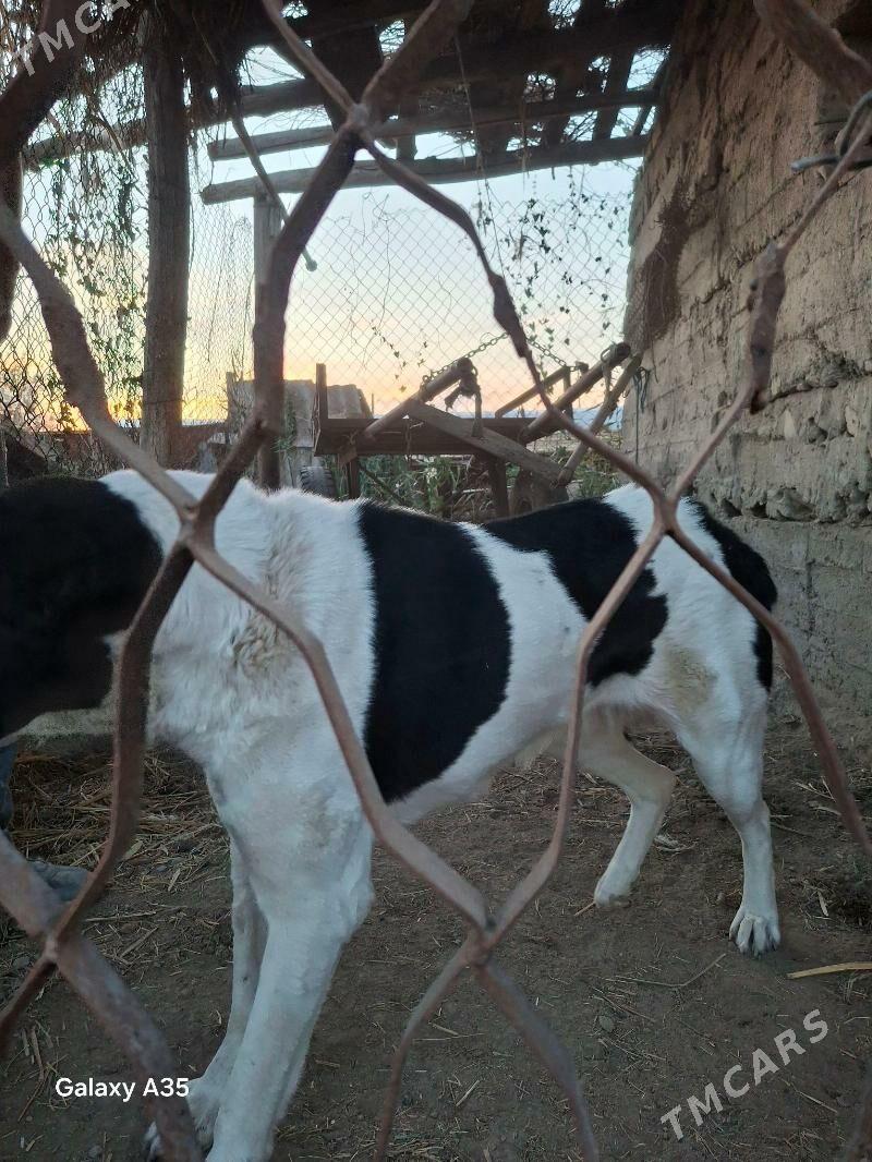 alabaý iti - Туркменабат - img 3