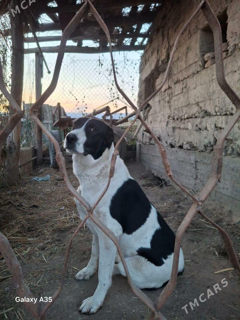 alabaý iti - Туркменабат - img 1