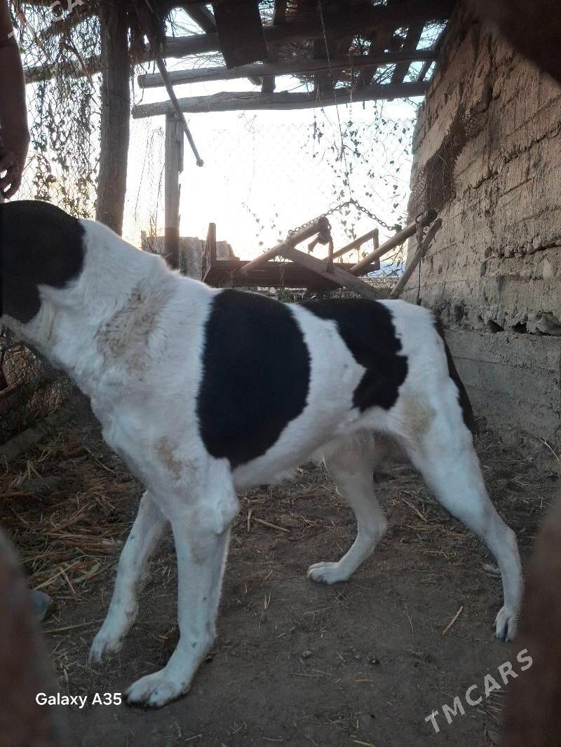 alabaý iti - Туркменабат - img 2