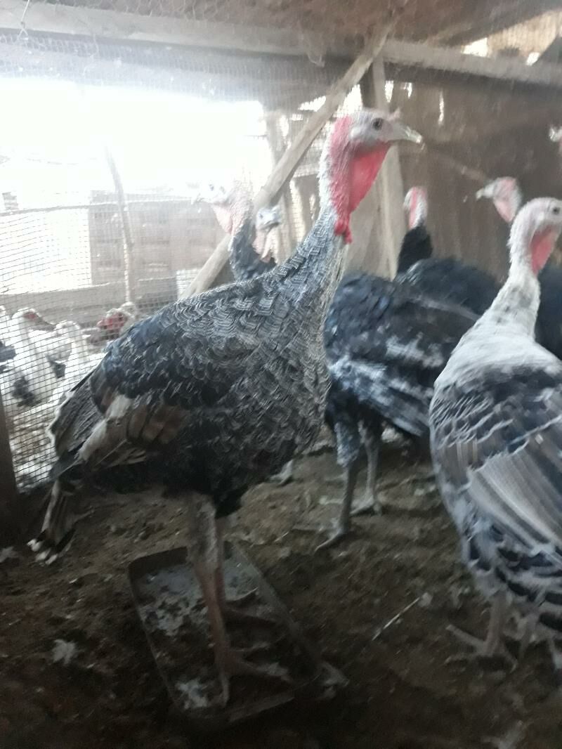 Induk - Саят - img 4