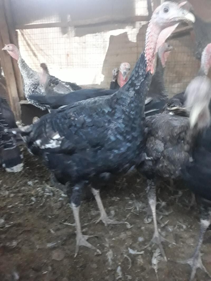 Induk - Саят - img 6