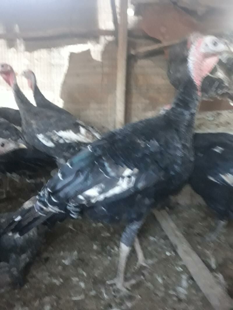 Induk - Саят - img 5