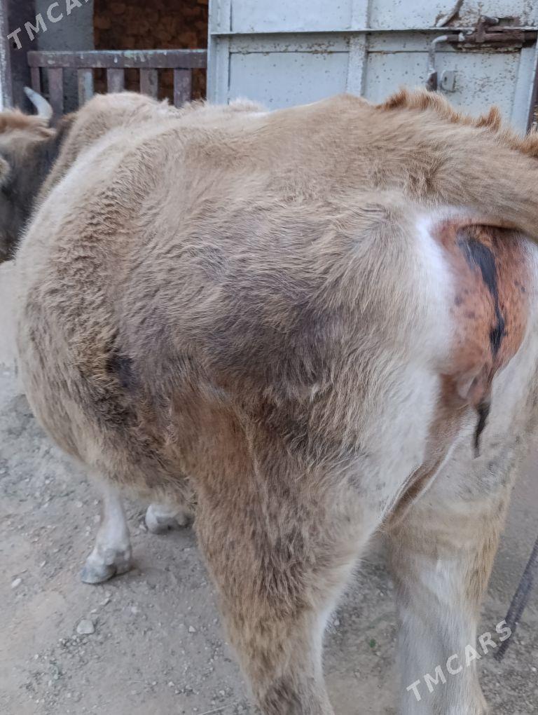 Boğaz sygyr - Джебел - img 2