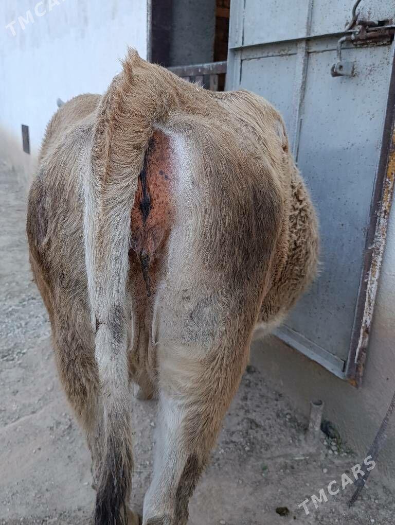 Boğaz sygyr - Джебел - img 3