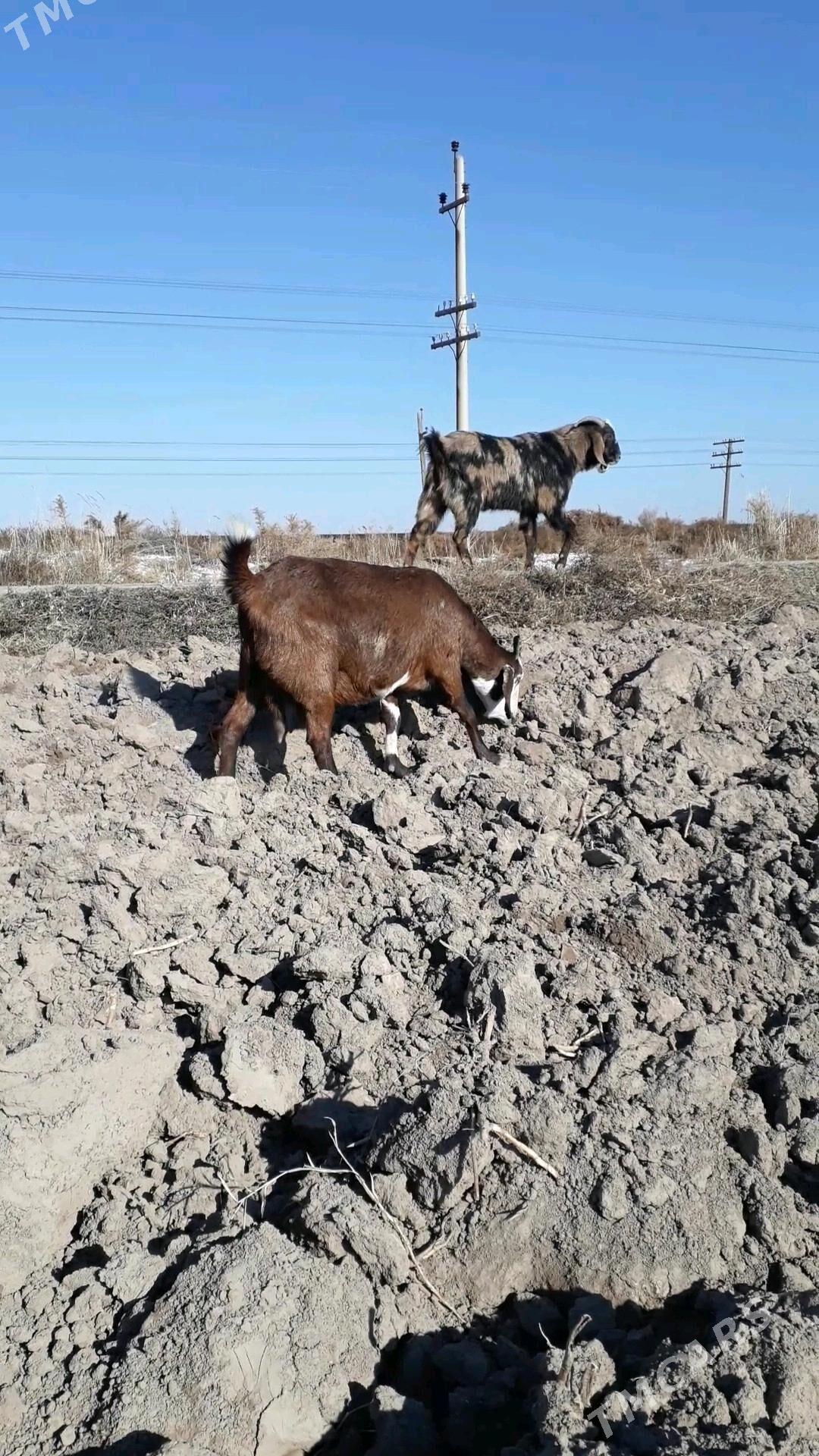 Pakistan Teke - Дянев - img 2