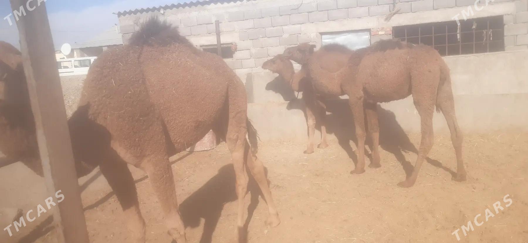 duye - Гёкдепе - img 2