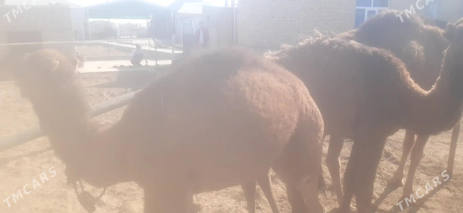 duye - Гёкдепе - img 3