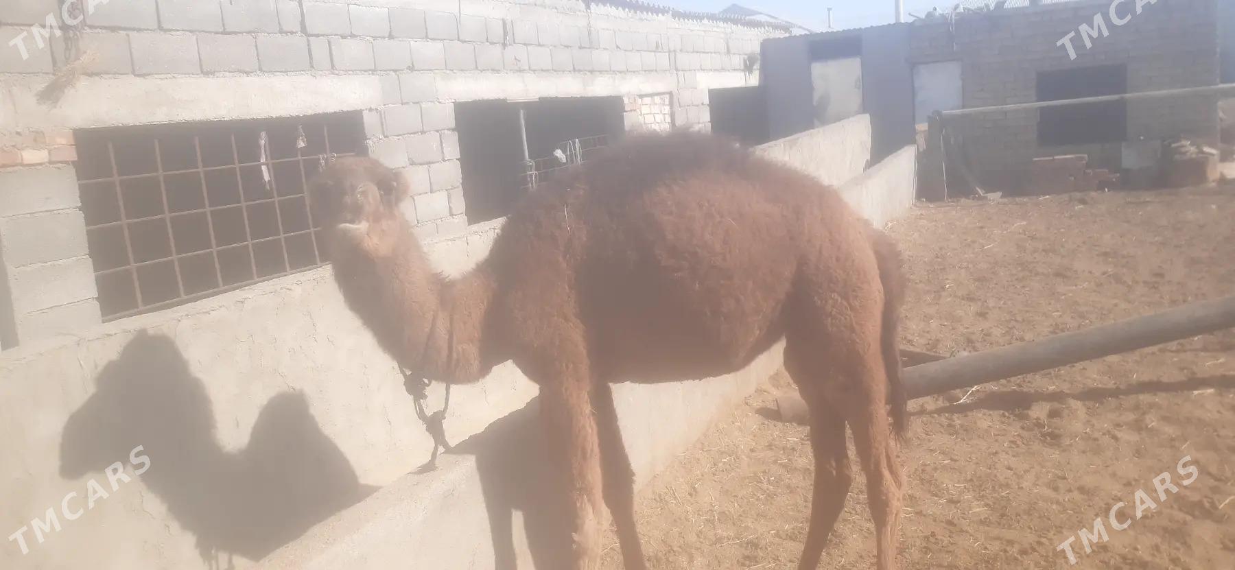 duye - Гёкдепе - img 4