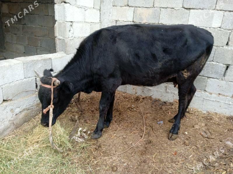 gysyr sygyr - Büzmeýin - img 4