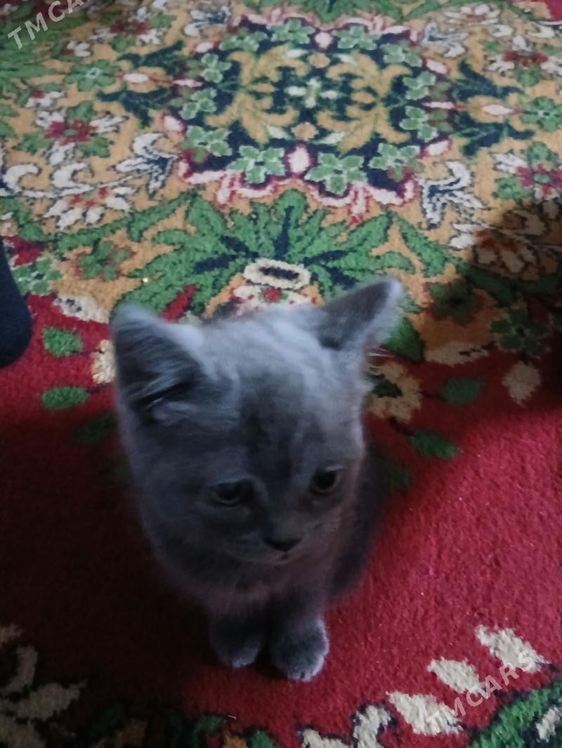 британские котята - Çärjew - img 7