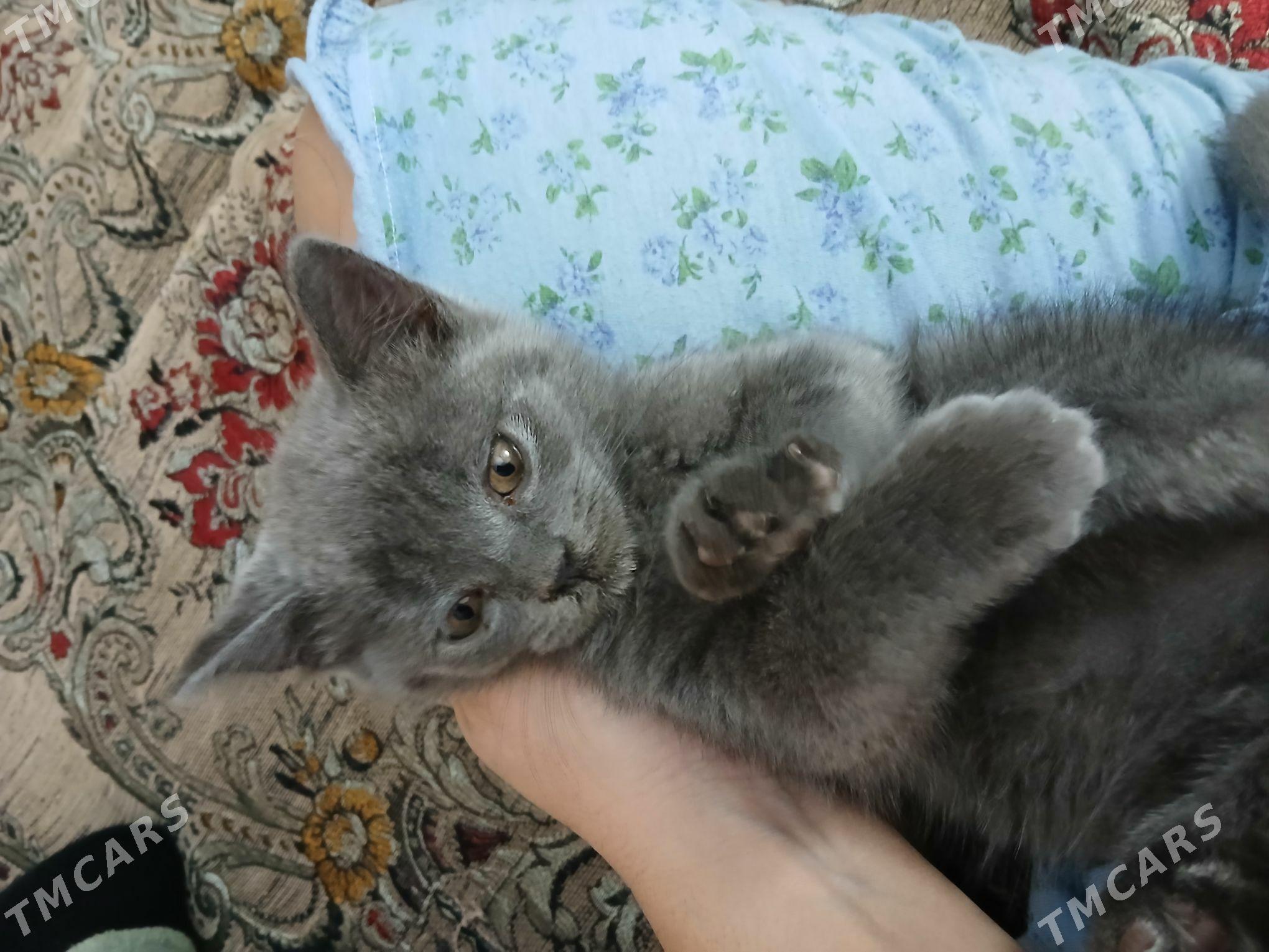 британские котята - Çärjew - img 5