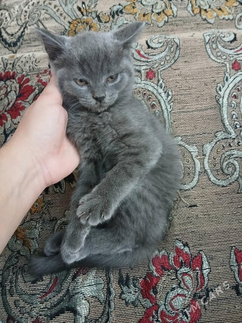 британские котята - Çärjew - img 4