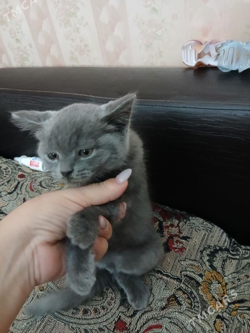 британские котята - Çärjew - img 2