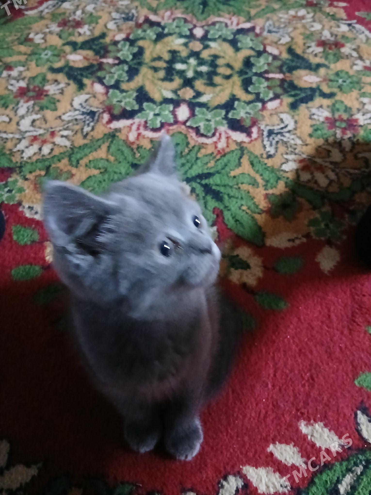 британские котята - Çärjew - img 6