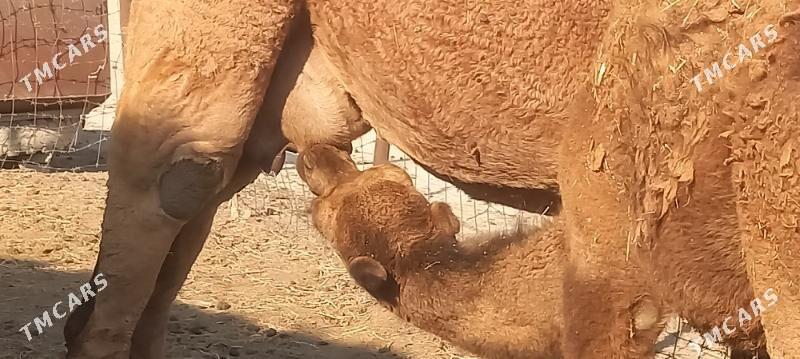 Torumly düye - Этрек - img 3