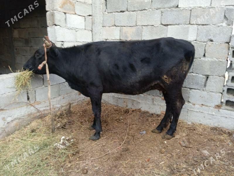 gysyr sygyr - Büzmeýin - img 2