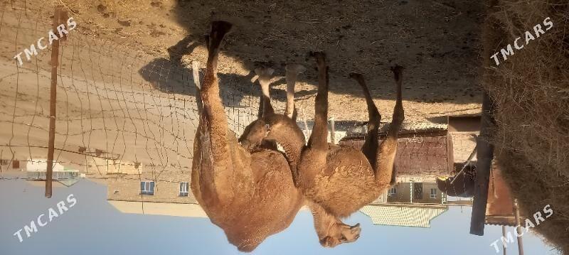 Torumly düye - Этрек - img 2