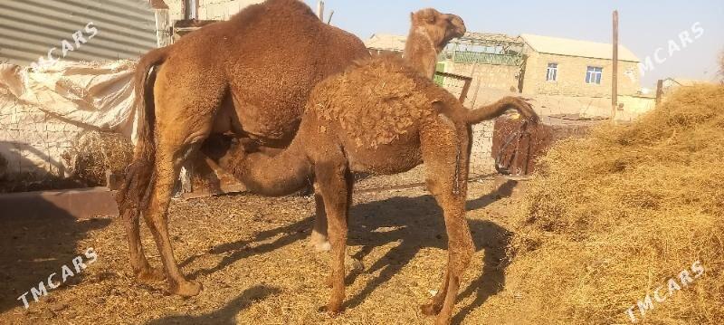 Torumly düye - Этрек - img 4