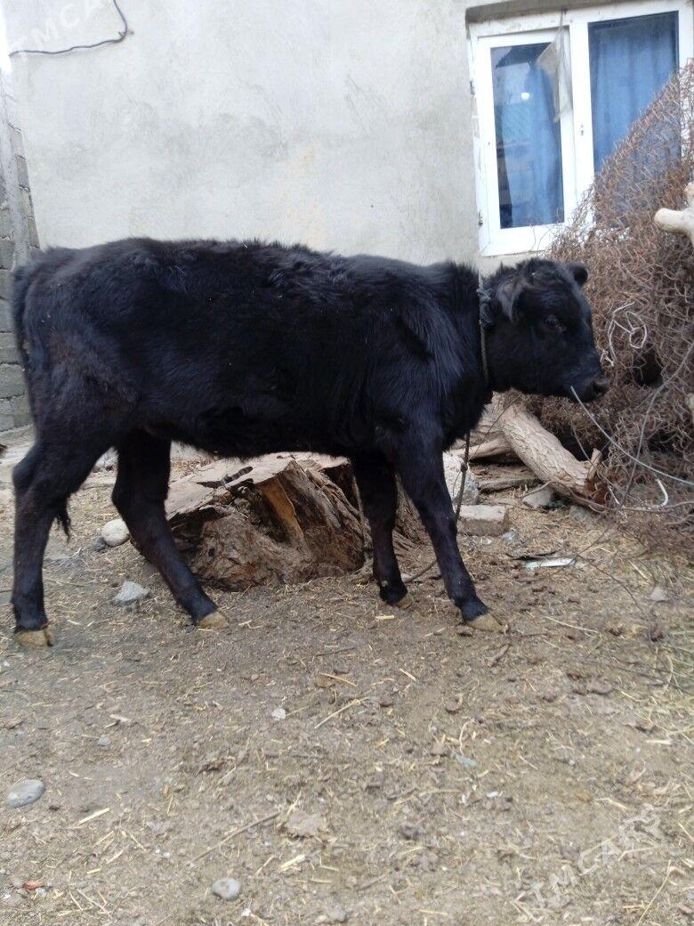 göle tüwe - Büzmeýin - img 3