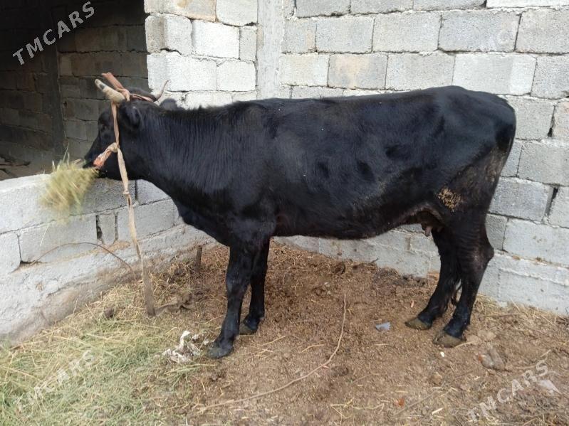 gysyr sygyr - Büzmeýin - img 3