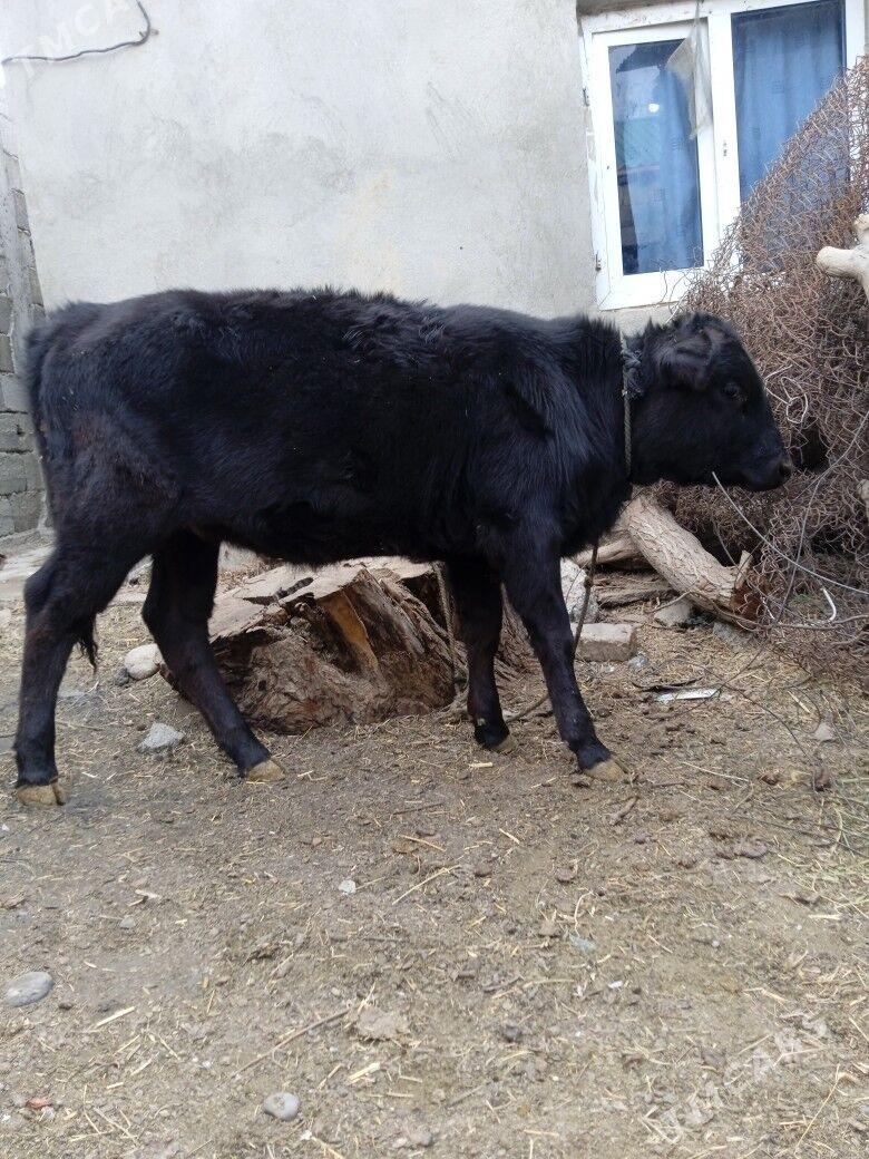 göle tüwe - Büzmeýin - img 2