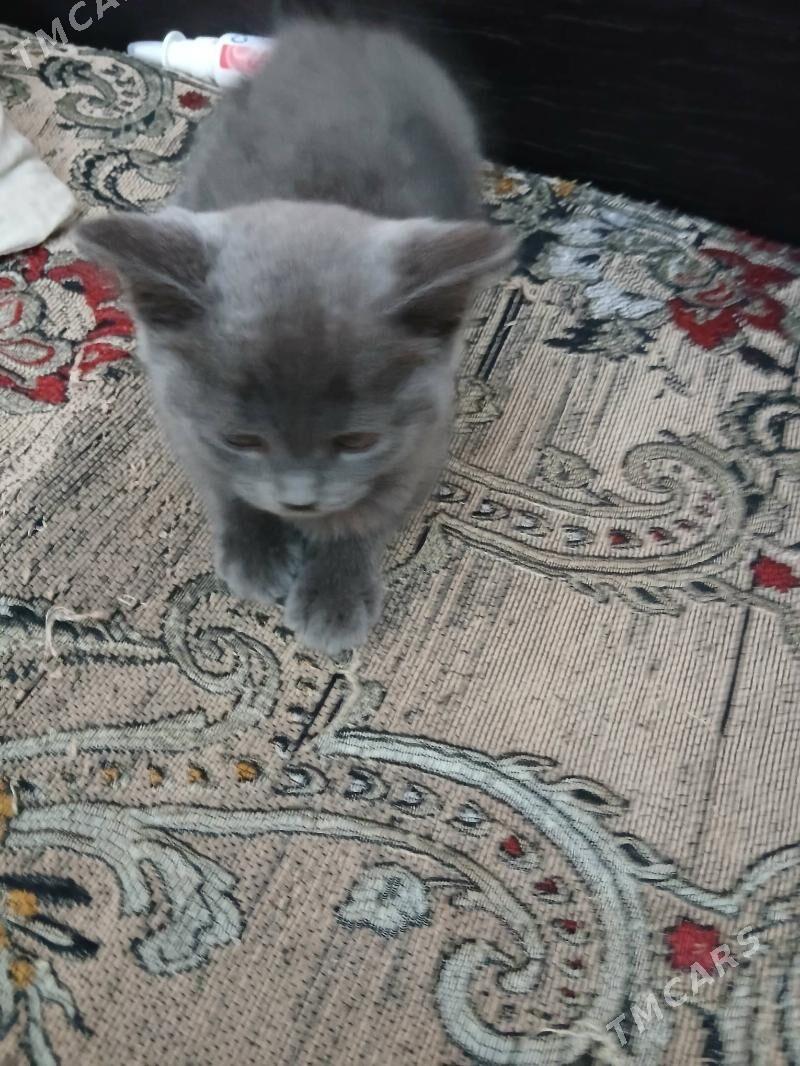 британские котята - Çärjew - img 3