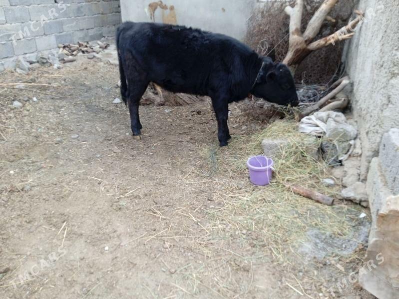 göle tüwe - Büzmeýin - img 5