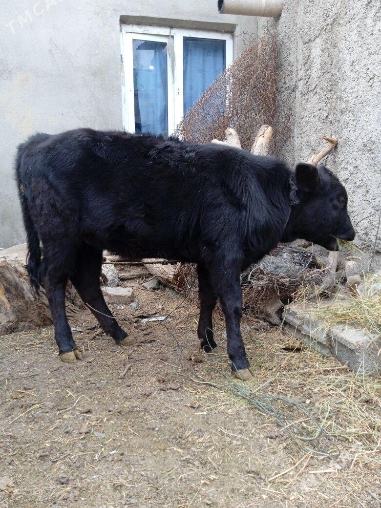 göle tüwe - Büzmeýin - img 4