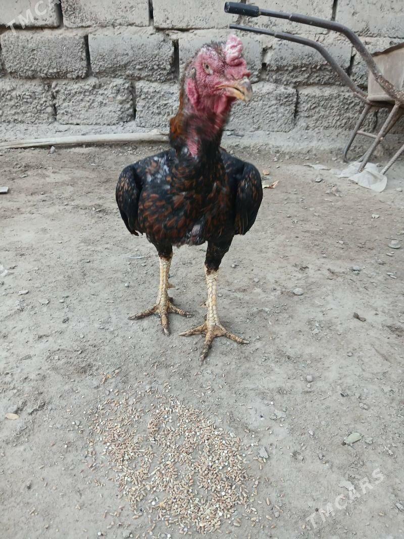 хораз - Туркменабат - img 5