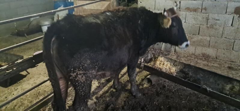 öküz - Gyzylarbat - img 3