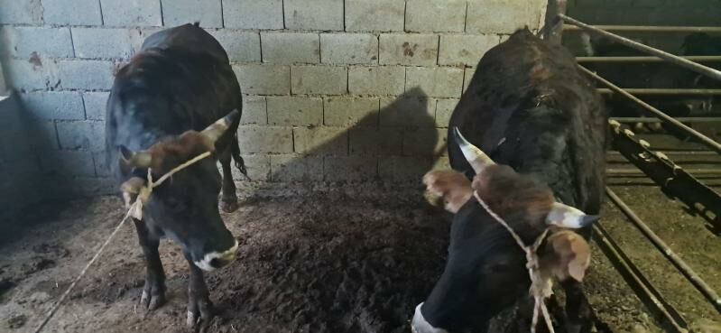 öküz - Gyzylarbat - img 5