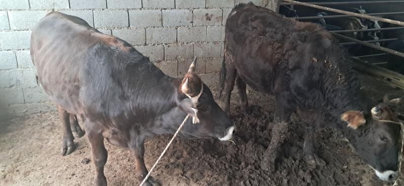 öküz - Gyzylarbat - img 9