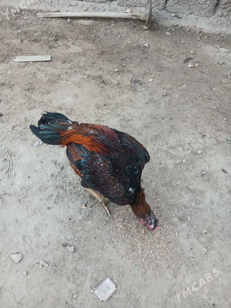 хораз - Туркменабат - img 2