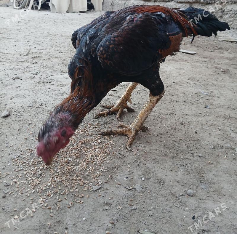 хораз - Туркменабат - img 3