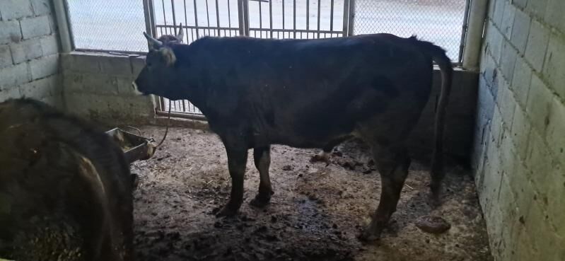 öküz - Gyzylarbat - img 2