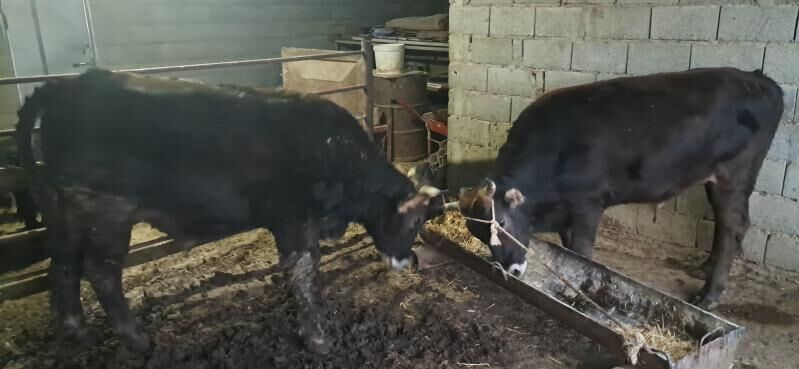 öküz - Gyzylarbat - img 8