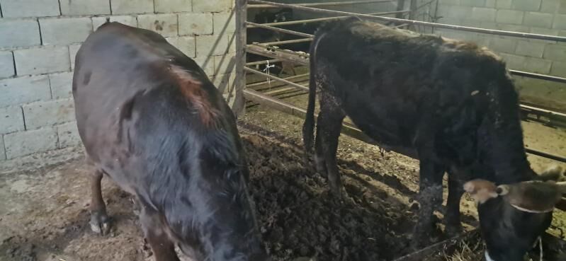 öküz - Gyzylarbat - img 6