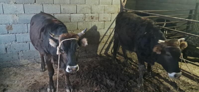 öküz - Gyzylarbat - img 7