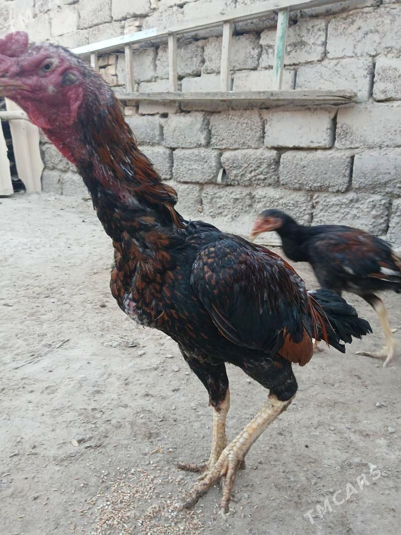 хораз - Туркменабат - img 4