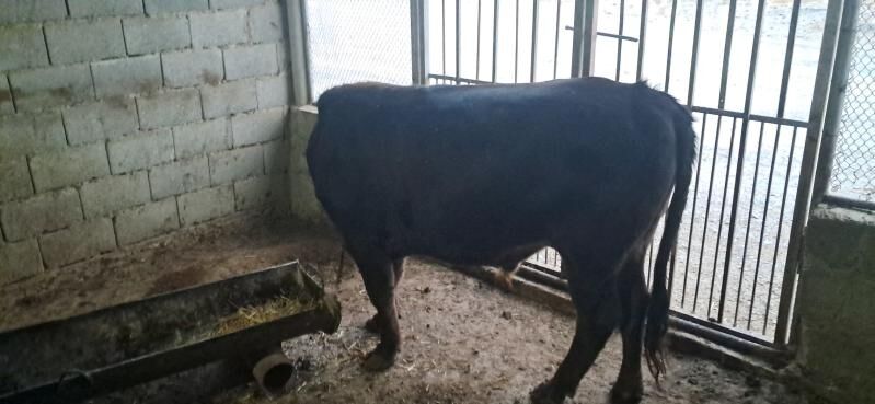 öküz - Gyzylarbat - img 4