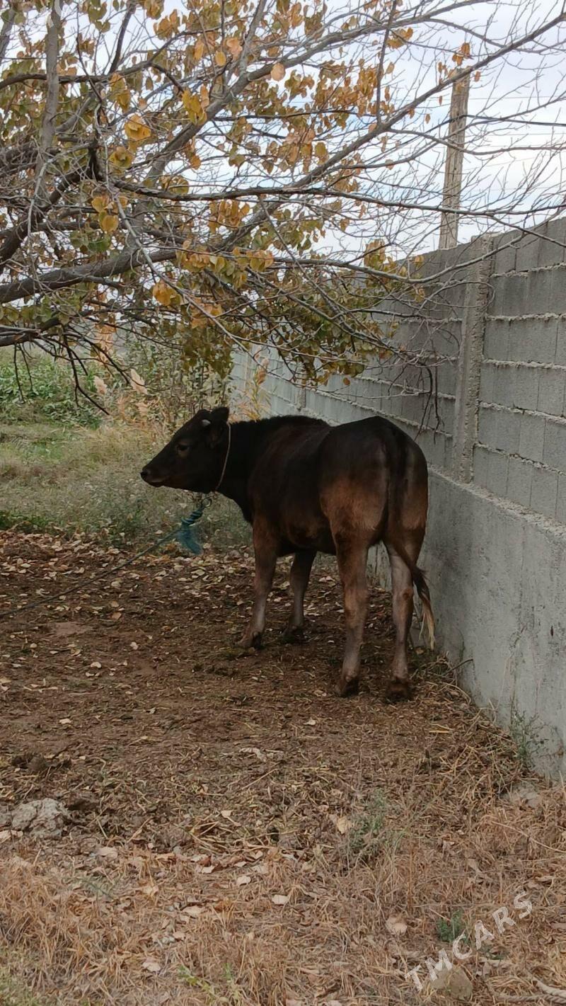 Tuwe - Bäherden - img 4