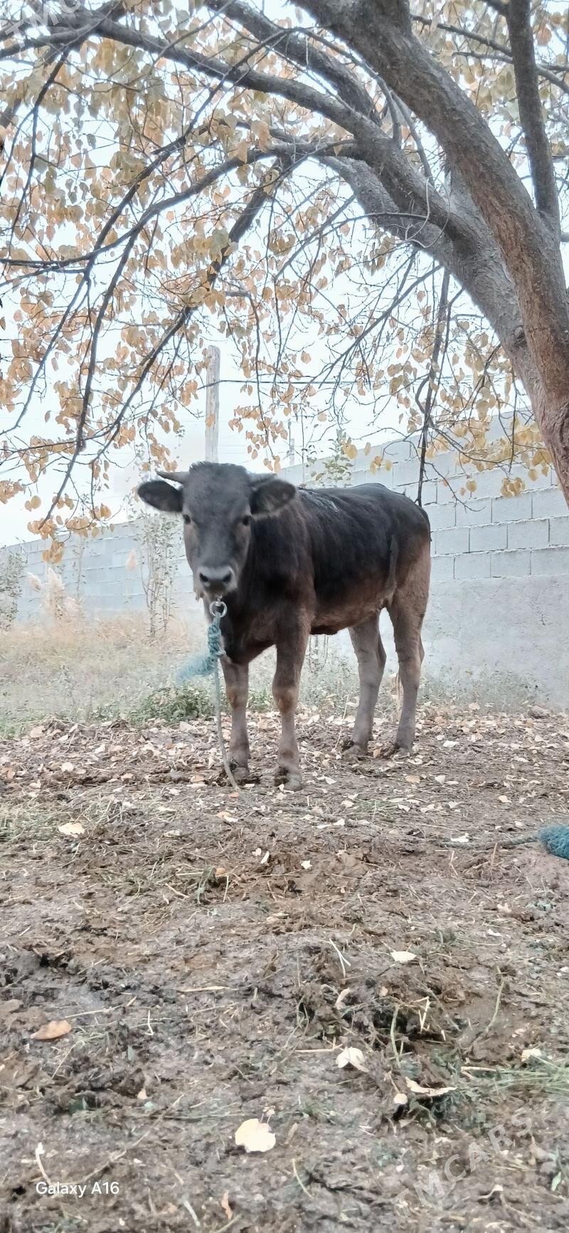 Tuwe - Bäherden - img 2