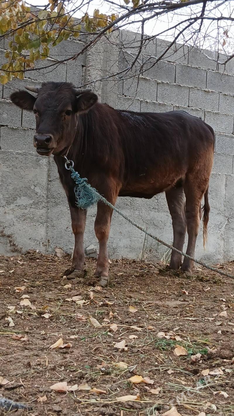 Tuwe - Bäherden - img 5