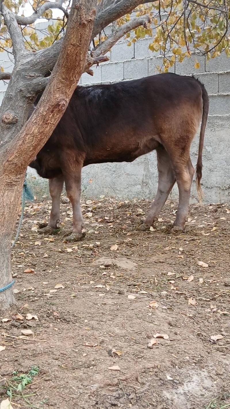 Tuwe - Bäherden - img 3