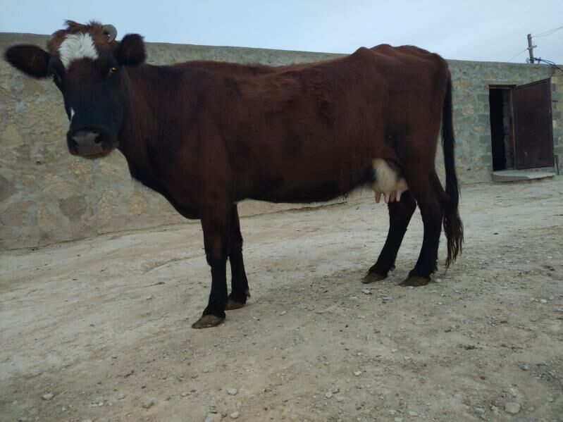 Golely sygyr - Берекет - img 3