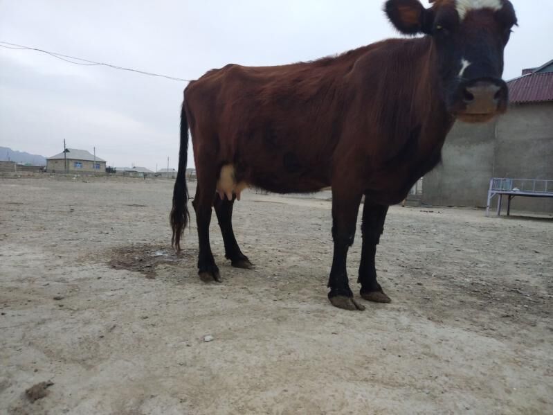 Golely sygyr - Берекет - img 4