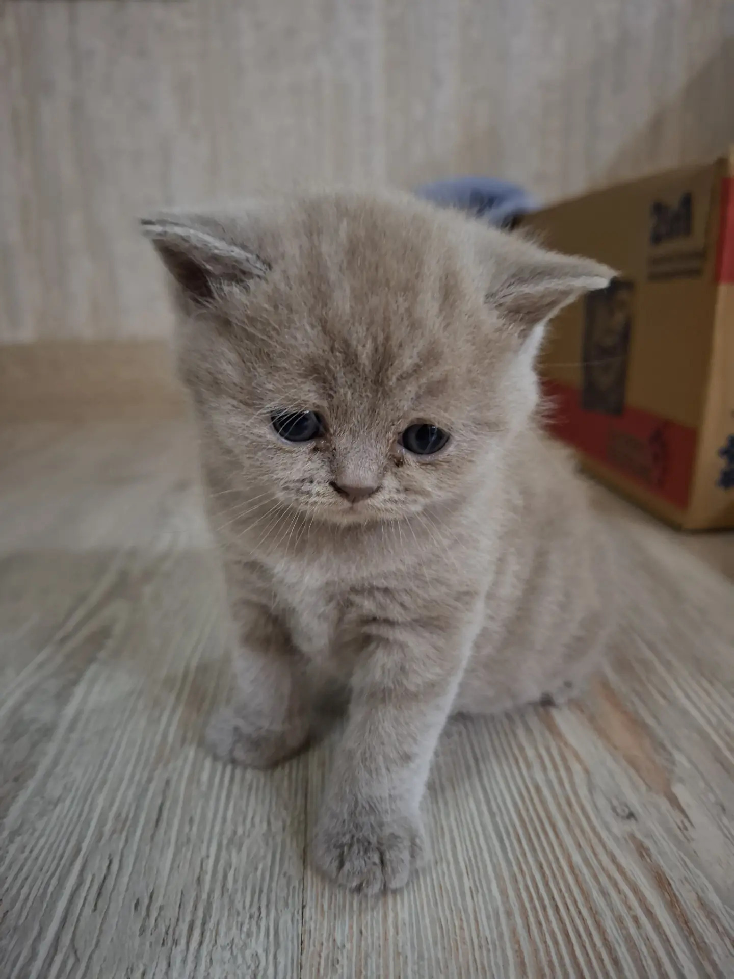 Котёнок Шотландский прямоухий - 5 mkr - img 5