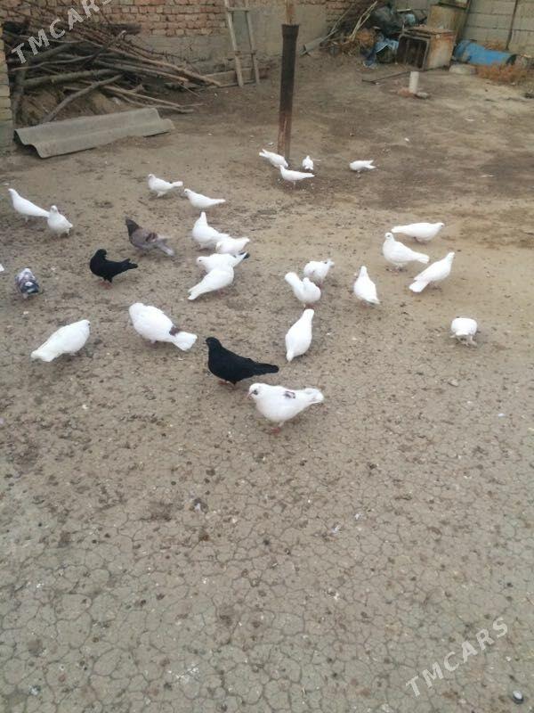 kepderi - Бахарден - img 1