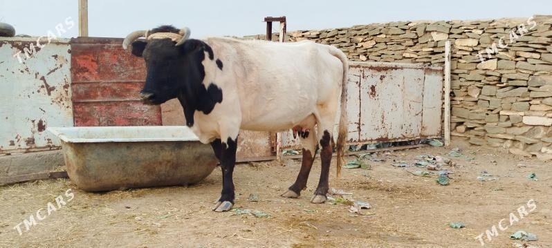 GIBRIT BOGOZ SYGYR - Bäherden - img 4